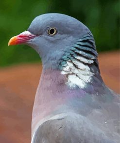 Common Wood Pigeon paint by number