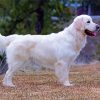 English Golden Retriever paint by number