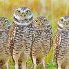 Group Of Burrowing Owls paint by number