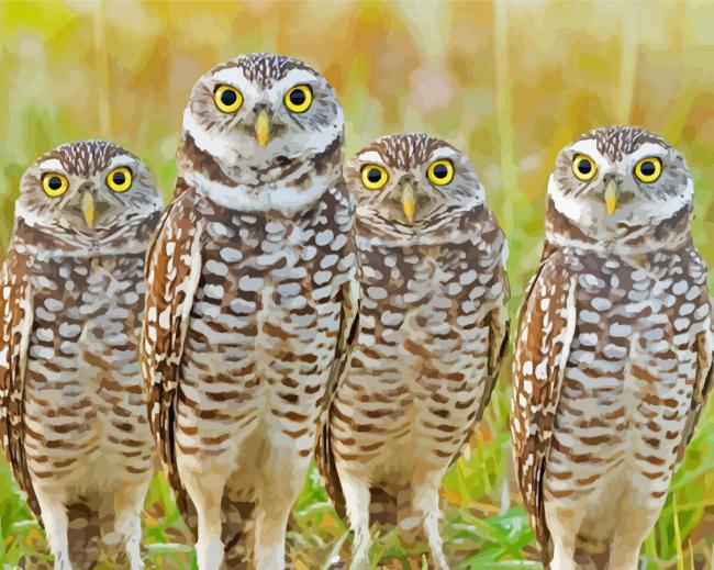 Group Of Burrowing Owls paint by number