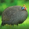 Guineafowl paint by number