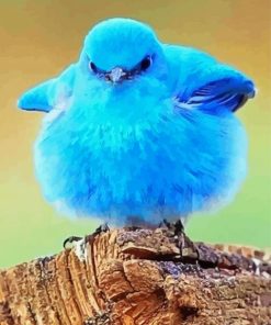 Mountain Bluebird paint by number