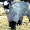 Pygmy Goat Animal Diamond Painting