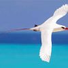 Red Tailed Sea Tropicbird paint by number