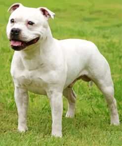 Staffy Dog Animal paint by number