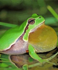 The European Tree Frog paint by number