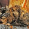 Tortoise Shell Cat paint by number