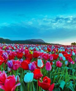 Tulip Field Landscape paint by number