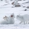 Baby Arctic Foxes paint by number