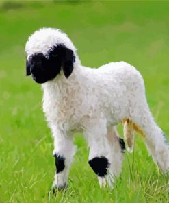 Baby Sheep Valais Blacknose paint by number
