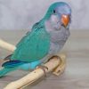 Cute Blue Quaker Parrot Bird paint by number