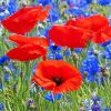 Red Poppies And blue Cornflowers paint by number