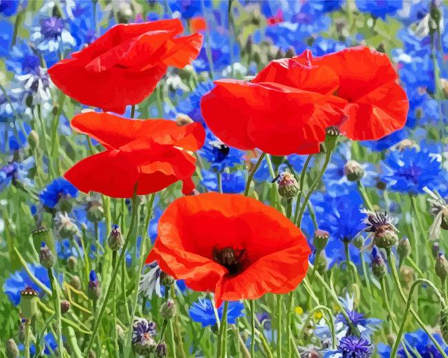 Red Poppies And blue Cornflowers paint by number