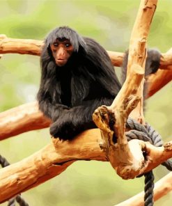 Spider Monkey Animal paint by number