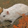 White Hairy Rat paint by number