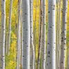 White Silver Birch Trees With Yellow Leaves paint by number