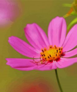 Aesthetic Pink Flower With Spider paint by number
