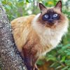 Balinese Cat paint by number