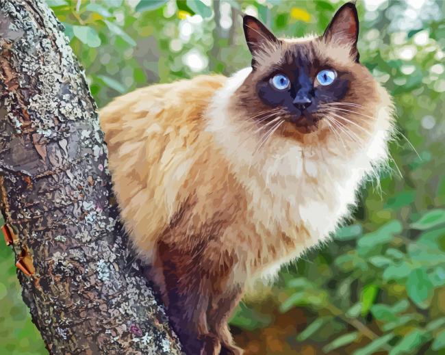 Balinese Cat paint by number