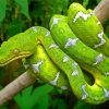 Emerald Snake paint by number