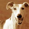 Galgo Dog Animal paint by number