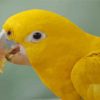 Golden Conures Head paint by number