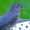 Grey Catbird Eating paint by number