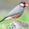 Java Sparrow paint by number