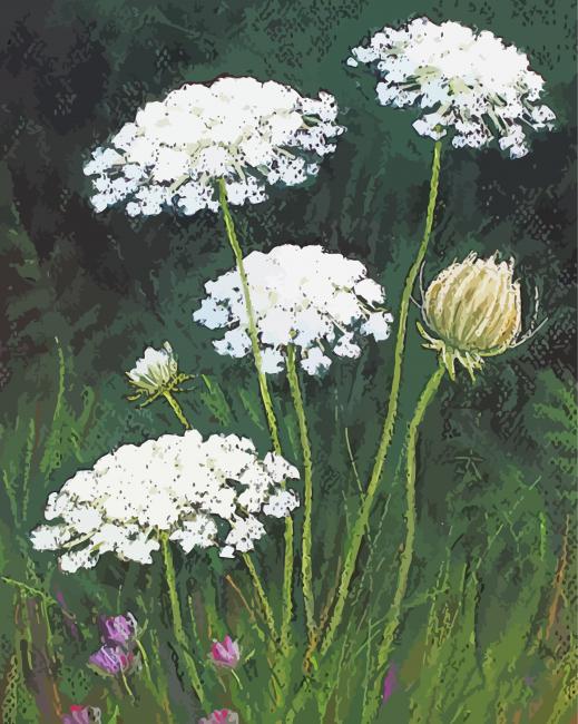 Queen Annes Lace Art Print By Lisa Kretchman paint by number