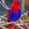 Red And Blue Eclectus Parrot paint by number