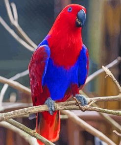 Red And Blue Eclectus Parrot paint by number