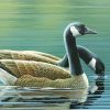The Canada Geese Birds paint by number