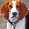 Treeing Walker Coonhound paint by number