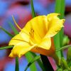 Yellow Long Daylily paint by number