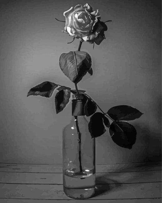 Black And White Roses In Bottle paint by number