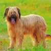Briard Dog Animal paint by number