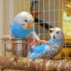 Budgies Fighting paint by number