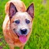 Cute Australian Cattle Dog paint by number