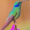 Cute Mexican Violetear paint by number