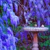 Mystical French Wisteria paint by number