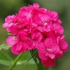 Pink Sweet William paint by number