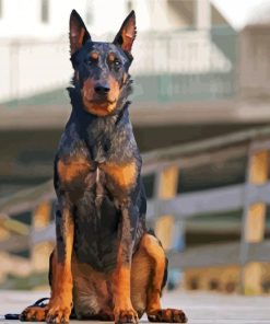 Black And Brown Beauceron paint by number