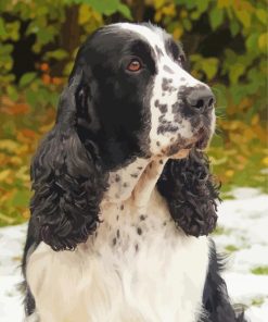 Black And White Cocker Spaniel paint by number