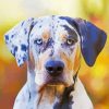 Catahoula paint by number