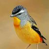 Close Up Pardalote Bird paint by number