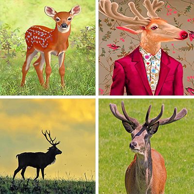 Deer Paint By Numbers
