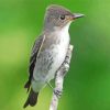Olive Sided Flycatcher paint by number