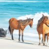 Sable Island Horses paint by number
