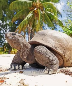 Seychelles Giant Tortoise At The Beach paint by number