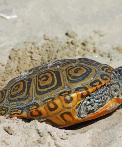 Terrapin Turtle In Sand paint by number